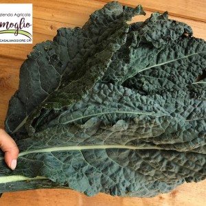 CAVOLO NERO