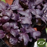 basilico viola 1