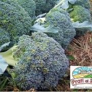 cavolo broccolo belstar