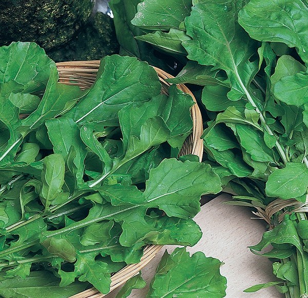 rucola coltivata