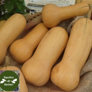 zucca butternut