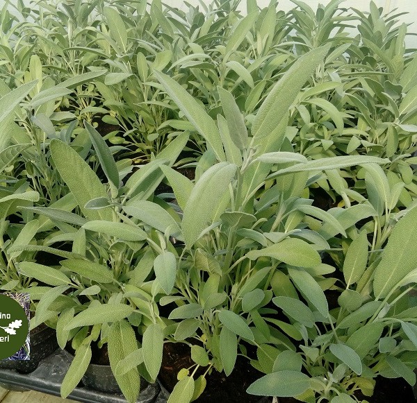 salvia 2