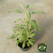 salvia