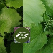 cima di rapa 2