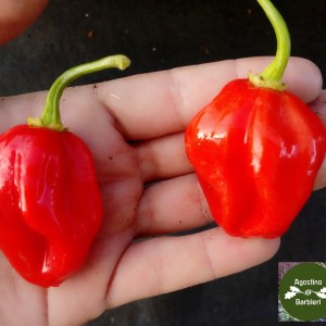 habanero