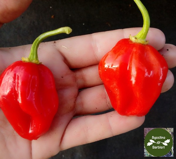 habanero