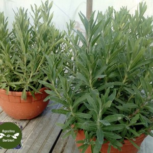 lavanda 2