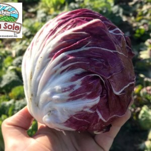 CHIOGGIA