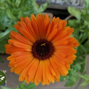 CALENDULA