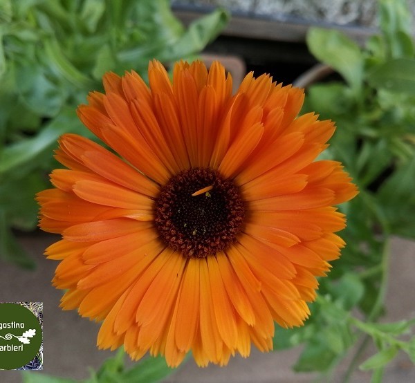 CALENDULA